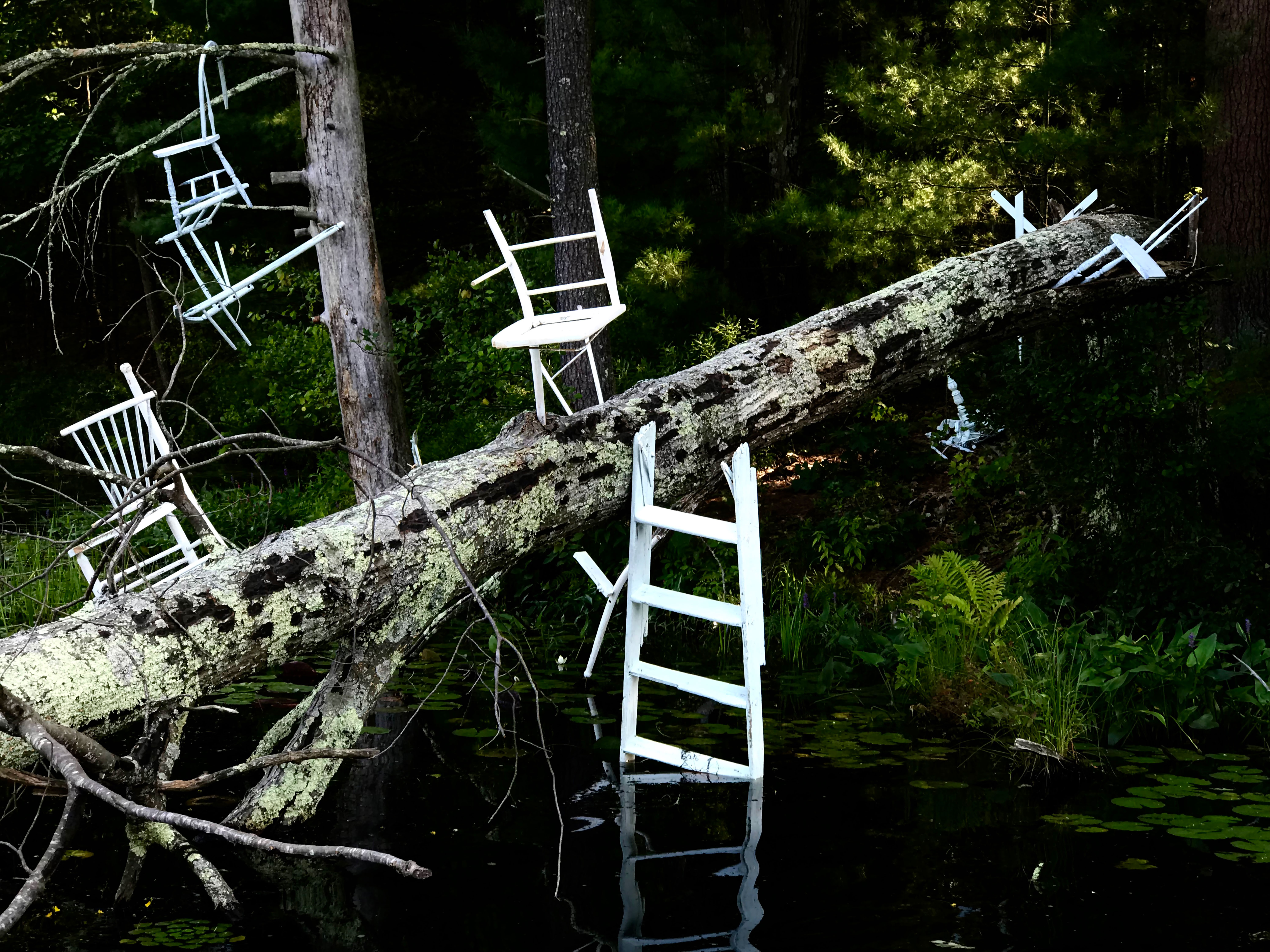 Photograph detail of 'Metamorphic Reflections' installation by artist Caroline Coolidge. Captures the fallen tree trunk cutting across the frame from the lower left to the upper right. At the center of the image, a white ladder is attached to the middle of the tree trunk, descending into the dark water.