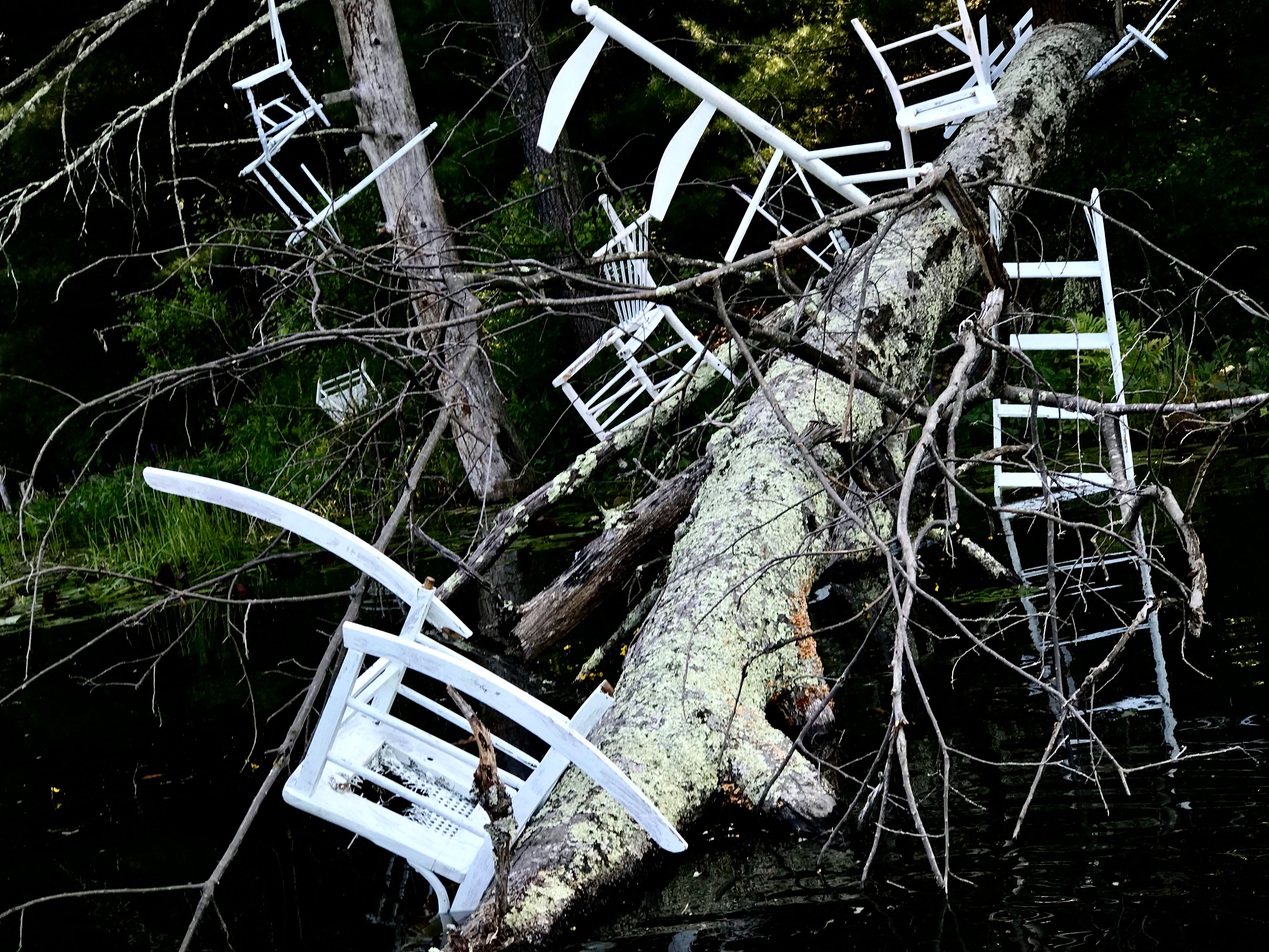 Photograph revealing a detail of 'Metamorphic Reflections' installation by artist Caroline Coolidge. The focus is on the tree trunk at the center, with numerous branches protruding from the fallen tree. White-painted chairs and various wooden objects, partly disassembled, emerge from the tree.